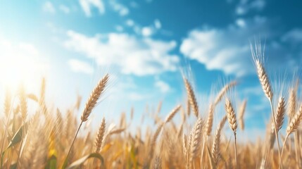 Fototapeta premium Summer field with golden wheat blur sky 