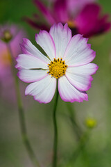 Fototapeta premium 初秋の公園で、可憐な花を咲かせているコスモスの美しい風景