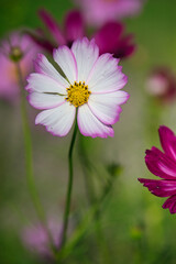 初秋の公園で、可憐な花を咲かせているコスモスの美しい風景
