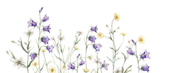 Close-up of spreading bellflower flowers clipart. Campanula patula, bell, bluebell, rapunzel. Rabelera holostea, stellaria.Watercolor hand painting illustration, isolate. White, blue, violet flower