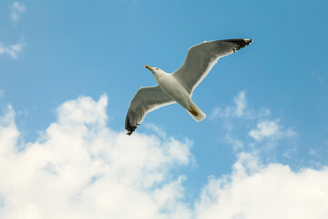 Fototapeta premium Sea gull in a flight over cloudy blue sky.