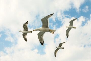 Flock of sea gulsl in a flight  over cloudy blue sky. - 653577316