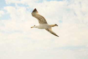 Sea gull in a flight  over cloudy blue sky.