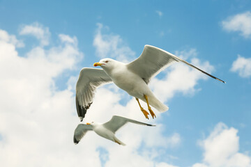 Sea gull in a flight  over cloudy blue sky.