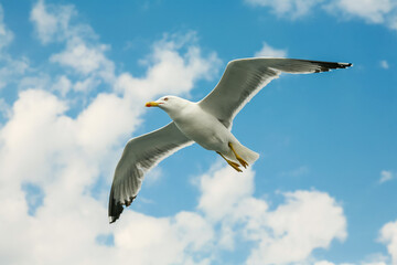 Fototapeta na wymiar Sea gull in a flight over cloudy blue sky.