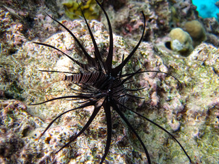 Beautiful dark colored lionfish in the coral reef of the Red Sea