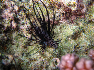 Naklejka na ściany i meble Beautiful dark colored lionfish in the coral reef of the Red Sea