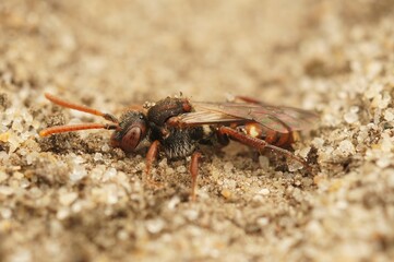 Detailed closeup on a male bear-clawed nomad bee, Nomada alboguttata sitting on the ground