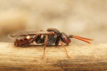 Closeup on a female bear-clawed nomad bee, Nomada alboguttata sitting on a twig
