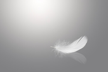 Abstract White Bird Feather Falling with Reflection. Swan Feather on Gray Background	