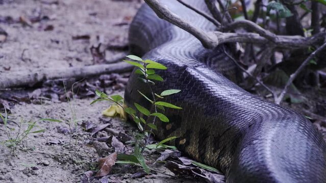 The body of a MASSIVE Green Anaconda!