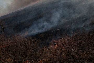 Obraz premium 大室山山焼き2014