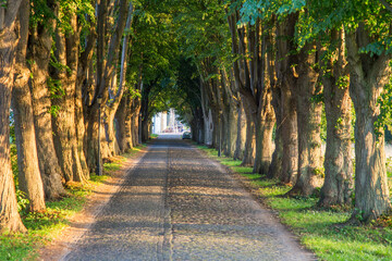 old alley with huge trees at the island of Usedom - obrazy, fototapety, plakaty