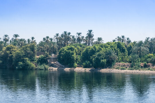 Majestic Nile Shoreline: Forest from the Cruise Ship. Egypt Summer Travel