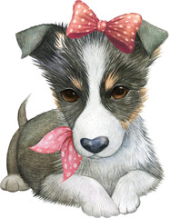 Australian shepherd watercolour, cute dog watercolour