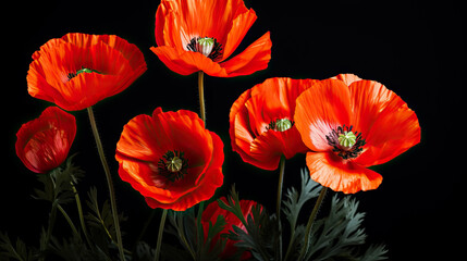 Obraz premium Beautiful red poppies on black background. Remembrance Day, Armistice Day symbol