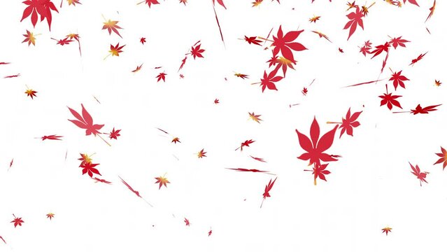 秋の赤色と少し黄色な葉っぱ　舞う　背景白