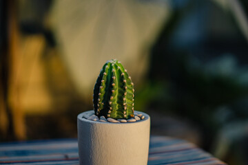 Obraz na płótnie Canvas Close-up and bokeh of a ownroot subdenudata cactus plant in a small white pot placed on a table with an ethnic tablecloth on the terrace of the house in the evening when the sunlight is golden yellow