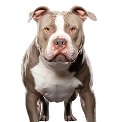 American pitbull terrier dog on transparent background.