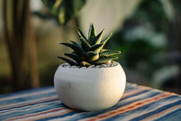 Close-up and bokeh of a haworthia andy succulent plant in a small white pot placed on a table with...