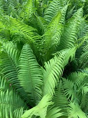 Farne - Gefäßsporenpflanzen,