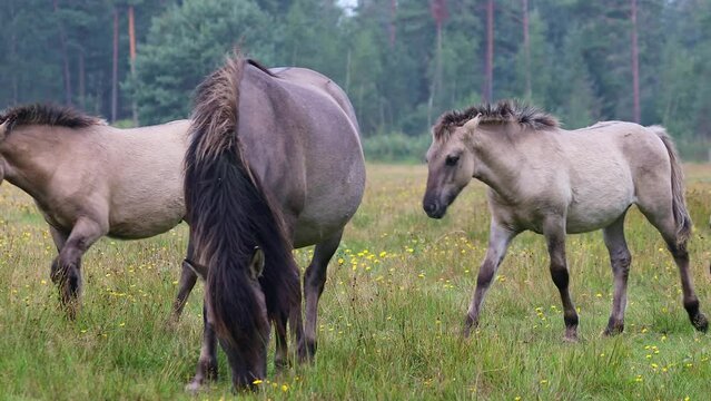 Wild horses at Marielyst nature reserve, Denmark. Konik horses with foals walking over a meadow