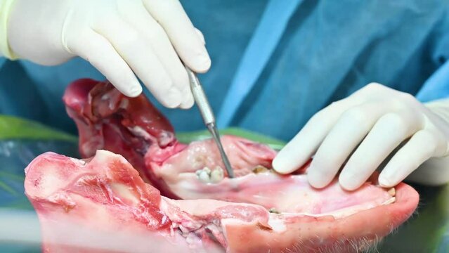 dentist practice technical on a pig jaw.The process of training in dentistry. Pig jaw as a learning tool in apical surgery in close up shot video