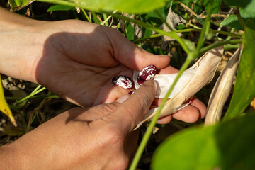 peeling the pods of beans by human hands