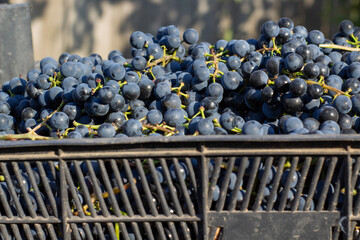 bunches of small grapes in a box