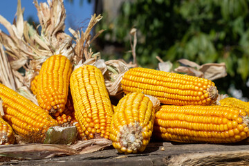 corn in the cob in bulk