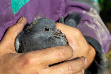young gray pigeon in human hands close-up