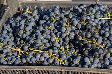 bunches of small grapes in a box