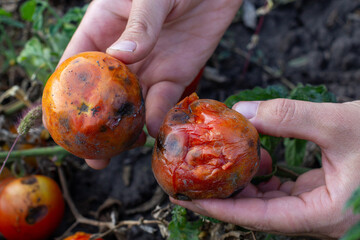 spoiled rotten diseased tomatoes in hands in the garden