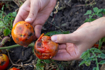 spoiled rotten diseased tomatoes in hands in the garden
