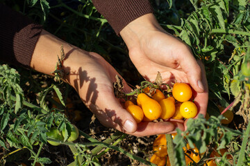 imperfect small yellow tomatoes in hands in the garden