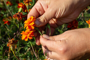 picking marigold seed flowers by hand close-up