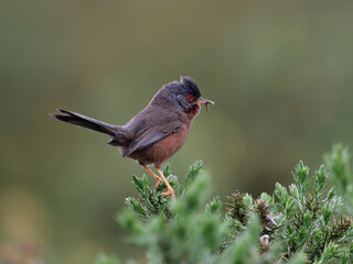 Dartford Warbler on gorse