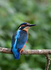 Kingfisher 