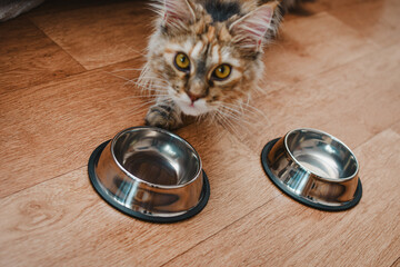hungry cat in the kitchen stands near empty food bowls