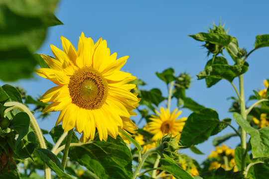 Yellow sunflowers under a deep blue sky in summer. Image with selective focus.
