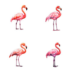 set of cute flamingo watercolor illustrations for printing on baby clothes, sticker, postcards, baby showers, games and books, safari jungle animals vector