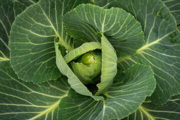 cabbage in the garden