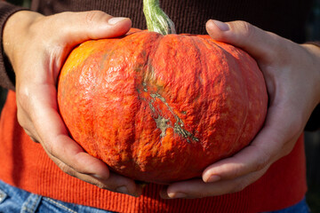 round medium orange pumpkin in human hands close-up
