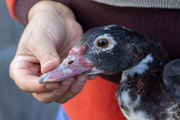domestic duck's beak close-up