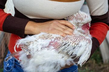 chicken without feathers, molting in chickens, close-up, chicken diseases