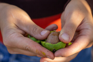a man peels a green walnut from the skin with dirty hands