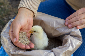 feeding a young chicken with compound feed