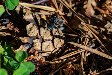An ant stands on a bump in the forest. Macro photo.
