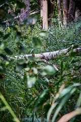 Nad jeziorem © Thomas