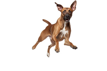 Obraz premium a beautiful dog jumping full body on a white background studio shot isolated PNG